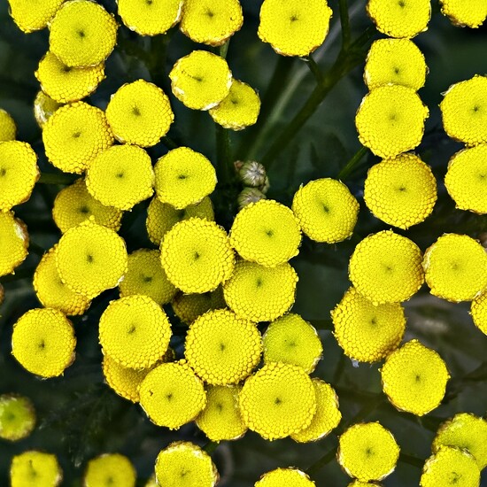 Tansy by mastermek