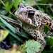 The Unflappable Toad