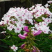 phlox