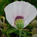 poppy