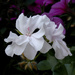 Geranium shot on a 2MP camera