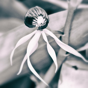21st Feb 2026 - FOR21 Clam Orchid