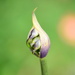 Agapanthus bud~~~~