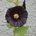 Hollyhock Bloom