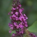 Butterfly Bush Bloom