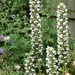 Acanthus 
