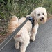 Teddy