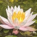 Water lily 