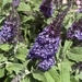 Butterfly Bush #2