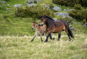 30th Jun 2026 - A mare and her foal