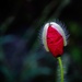 Emerging Poppy