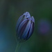 African daisy~~~~~