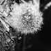 Transitory