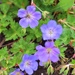 "Roxanne" Cranesbill