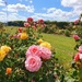 Bounteous Roses!