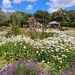 Lavender and More