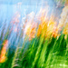 Lilies-4