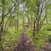 In the woods. 