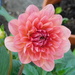 new dahlia