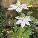 Clematis at the Pool