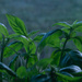 Basil