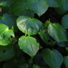Kawakawa