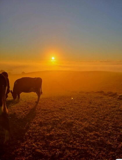 Another Frosty start on the farm by julzmaioro
