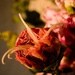 Budding Carnation