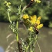 Lunchtime for the cinnabar moth caterpillars 