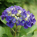 Hydrangea