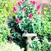 Buddleia