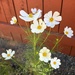 Cosmos Bouquet