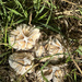 Mushrooms