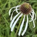 A Little Love for the Wildflowers
