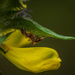 Myrmecochory