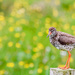 Redshank