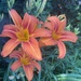 My Day Lilies Bloomed!