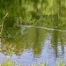 Beaver at Beaver Pond 