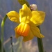 Miniature daffodil... in winter!
