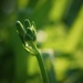 Dreaming in green