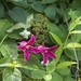 Princess Diana Clematis