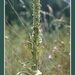 Common Mullein