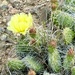 Prickly Pear