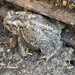 Hey Mr Toad 