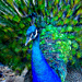 Young Peacock