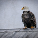 Eagle on a Tin Roof.