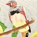 Zebra finch (acrylic painting)