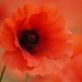 Poppy