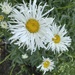 blowing in the breeze
