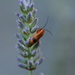 Red beetle on the lavender~~~~~